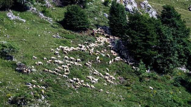 A flock of sheep seen from above