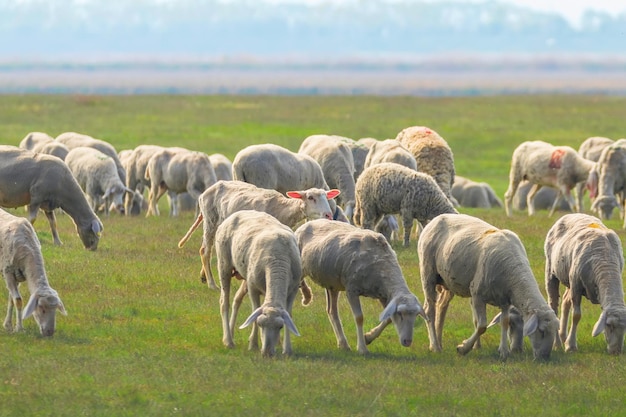 Flock of sheep, sheep on field