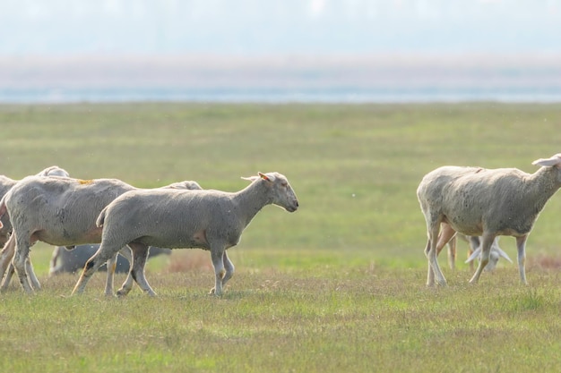 Flock of sheep, sheep on field