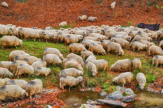 Foto un gregge di pecore in piedi sul campo