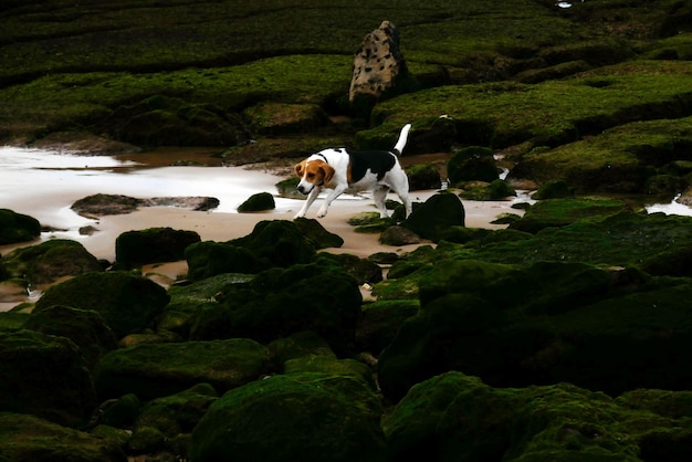 Photo flock of sheep standing on rock by landscape