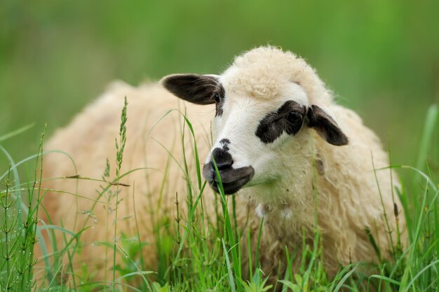 Flock sheep in summer field on a farm