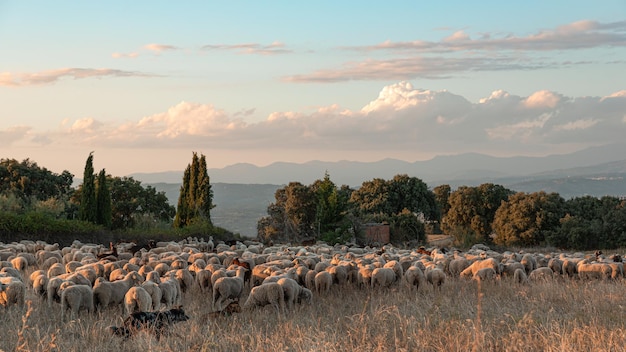 Gregge di pecore sulla transumanza al tramonto