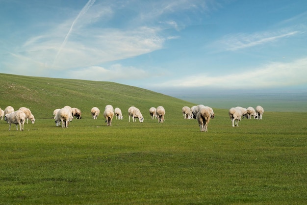 Flock of sheep in turkish village