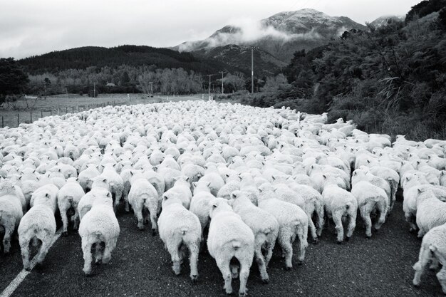 Photo flock of sheep walking on country road