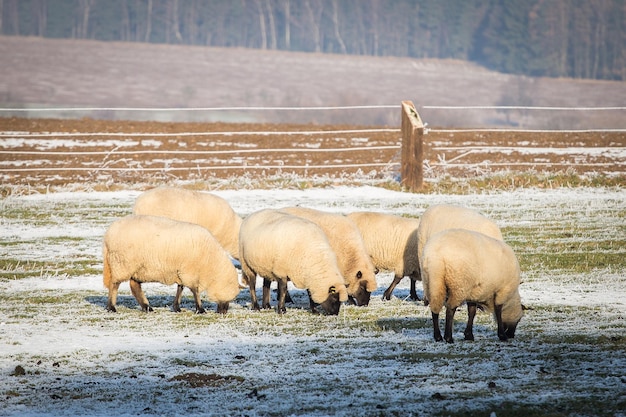 Flock of sheep in winter