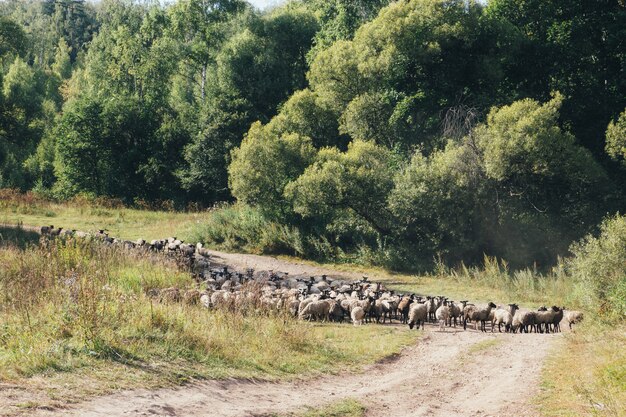 A flock of sheep