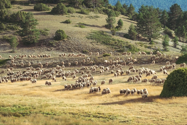 Flock of sheeps grazing in the field