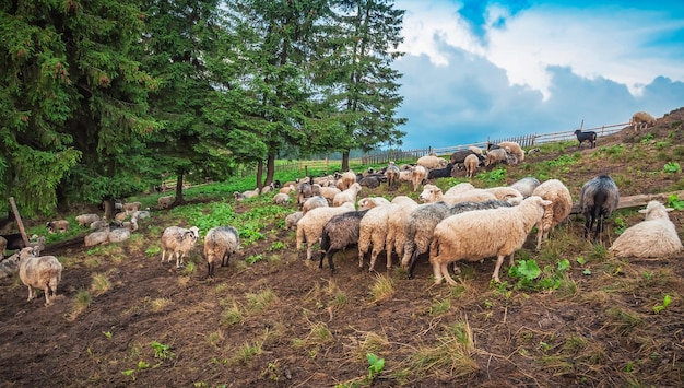 Flock of sheeps in the mountains