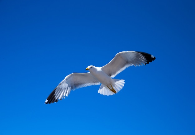 Flock in sky