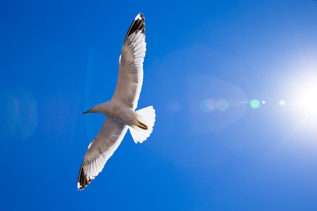 Flock in sky