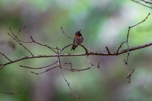 Foto gregge di passero di uccelli di piccole dimensioni seduto sparrow isolato