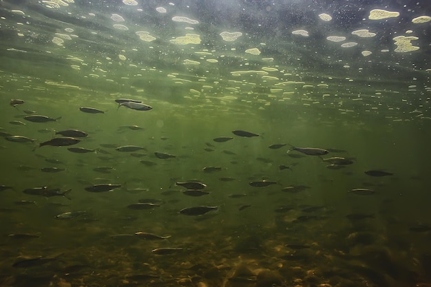 水中の小魚の群れ、淡水荒涼とした魚のカタクチイワシの海景