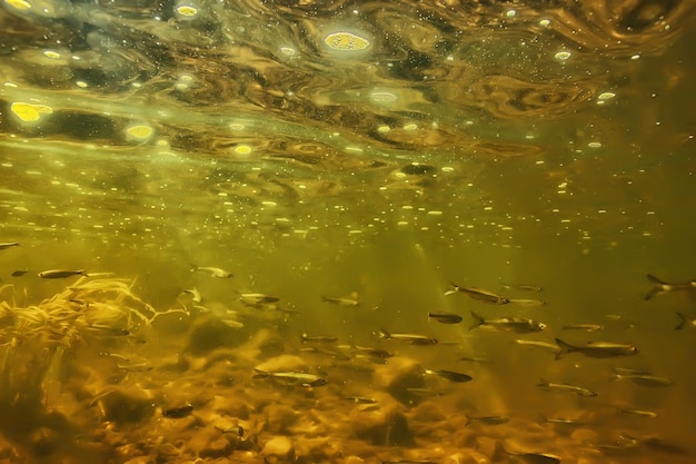 水中の小魚の群れ、淡水荒涼とした魚のカタクチイワシの海景