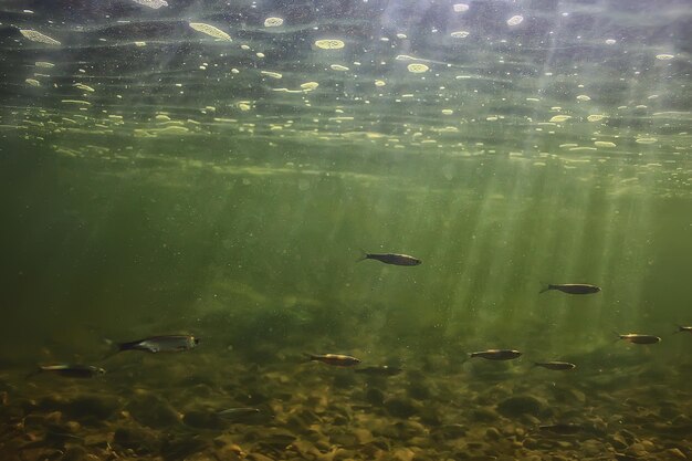 水中の小魚の群れ、淡水荒涼とした魚のカタクチイワシの海景