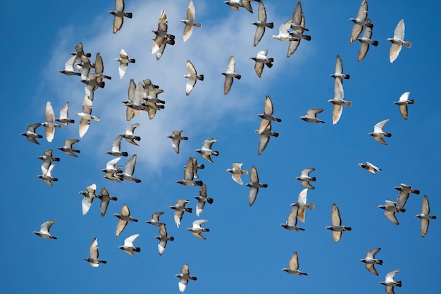 Stormo di velocità di volo dell'uccello del piccione che vola contro il chiaro cielo blu