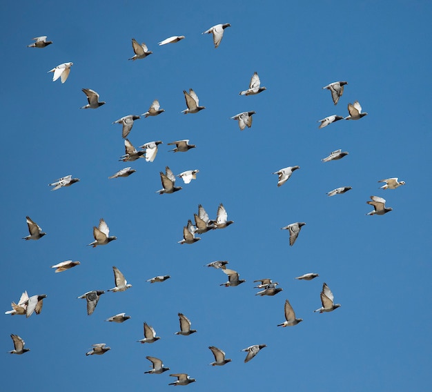 Flock of speed racing pigeon bird flying against clear blue sky