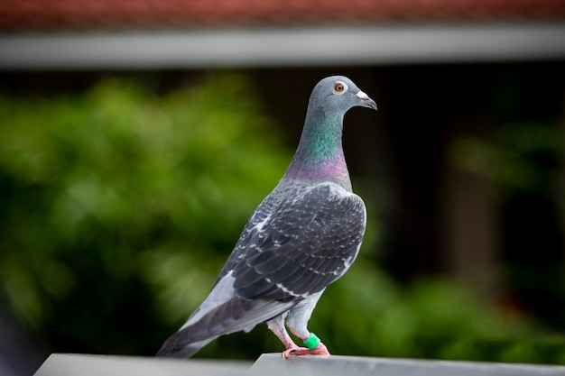 澄んだ青い空を背景に飛んでいるスピードレース鳩鳥の群れ