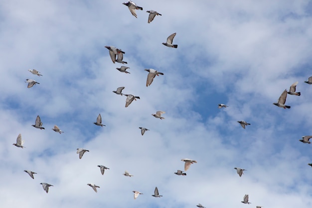 Flock of speed racing pigeon bird flying  against cloudy sky