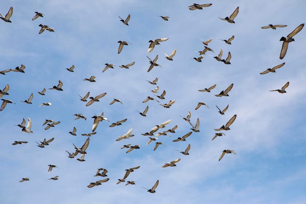 Photo flock of speed racing pigeon flying against blue sky