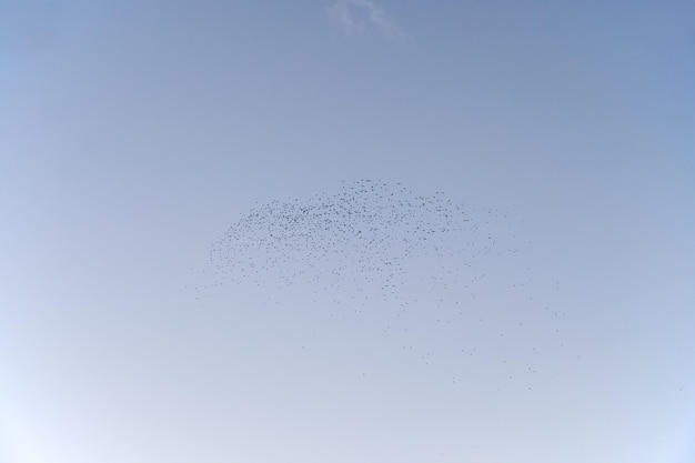 A flock of starlings birds flying in the sky