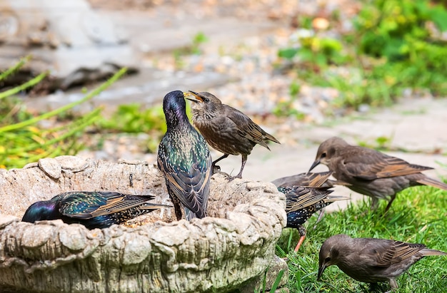 A flock of starlings eating dry worms