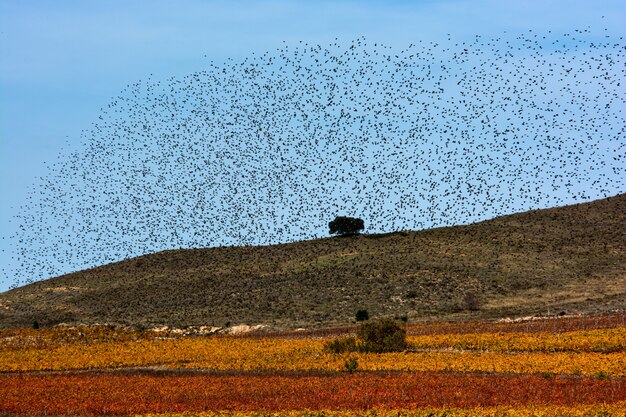 Flock of starlings migrating, heaven and earth