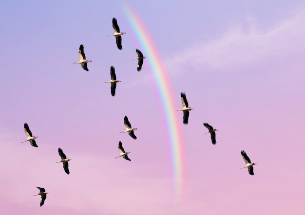 A flock of storks fly in the sky with a rainbow in the background.