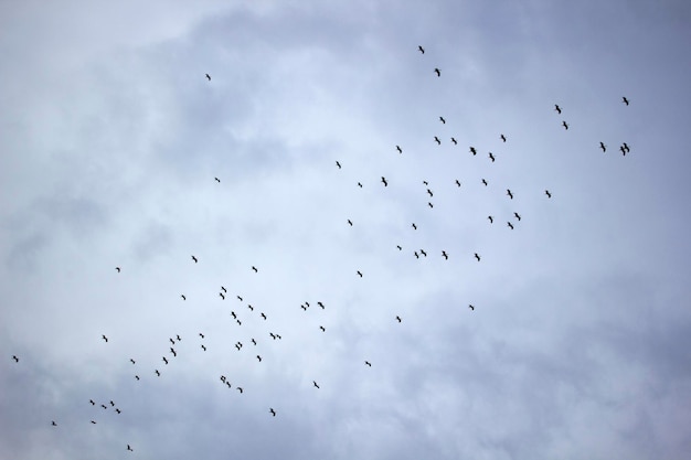 秋に移動するコウノトリの群れ