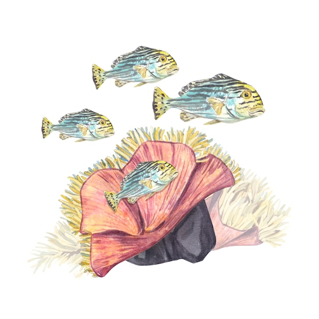 A flock of striped exotic fish swim near corals isolated on a white Watercolor illustration