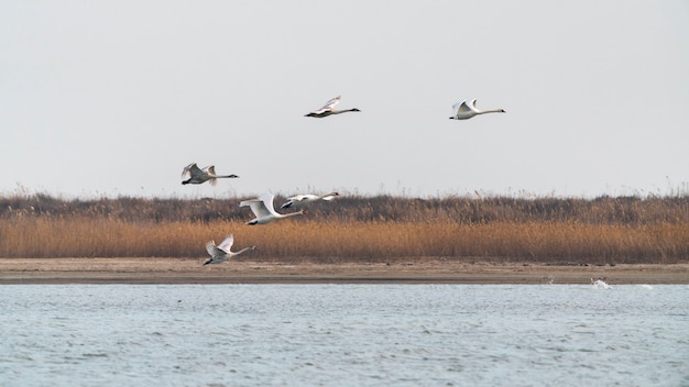 A flock of swans in flight