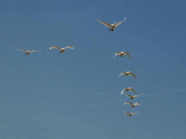 美しい青空を飛ぶ白鳥の群れ