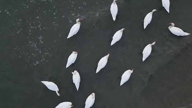 Flock of Swans in the sea aerial view