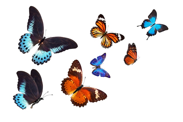 Flock of tropical  butterflies isolated on a white background