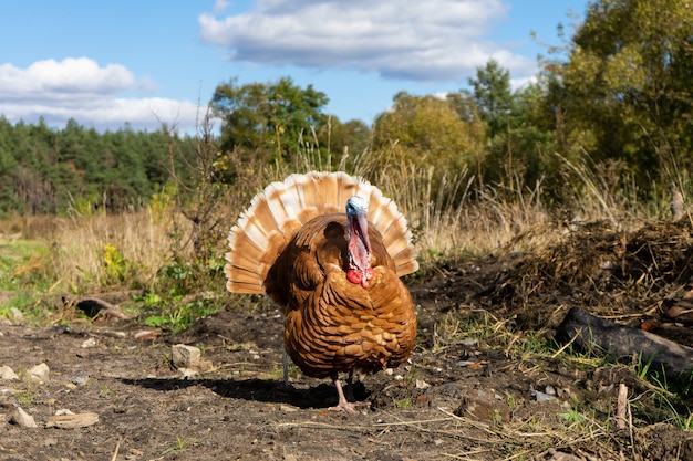 Photo a flock of turkeys. poultry. agriculture. copy space.