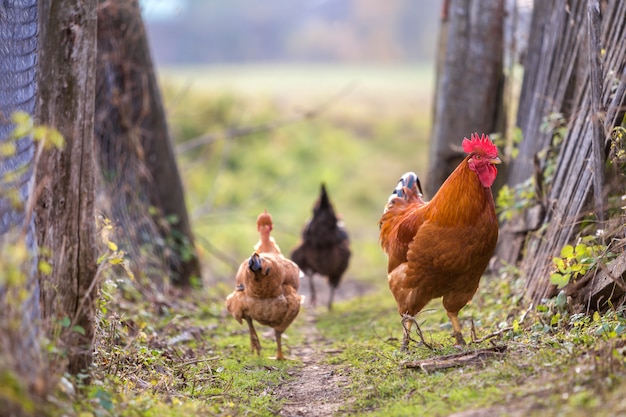 Flock of two red hens and rooster outdoors on bright sunny day on blurred colorful rural . Farming of poultry, chicken meat and eggs concept.