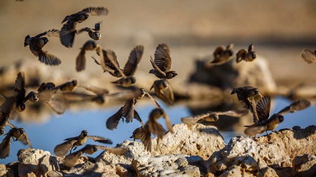 Foto flock van sociable weaver in vlucht over een waterput in het kgalagadi grensoverschrijdende park zuid-afrika soort philetairus socius familie van ploceidae