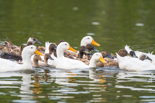 Photo flock of white and black ducks on a pond in the garden