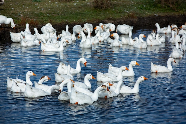 Стадо белых гусей плавает в воде озера.