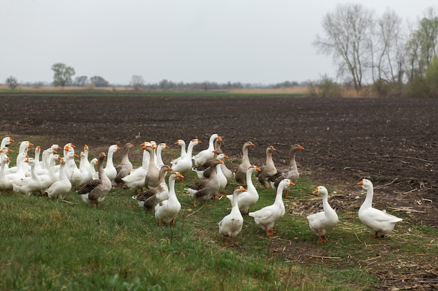 A flock of white geese walk in the spring in the village in the meadow with fresh green grass and plowed land