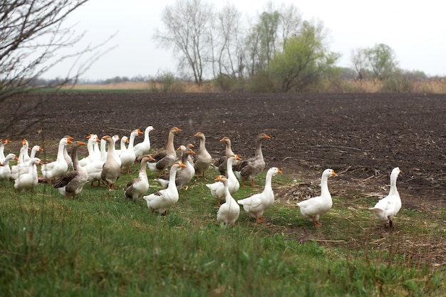 Uno stormo di oche bianche cammina in primavera nel villaggio nel prato con erba verde fresca e terra arata