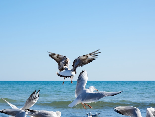 Flock of white gulls flies on the sea shore on a summer day