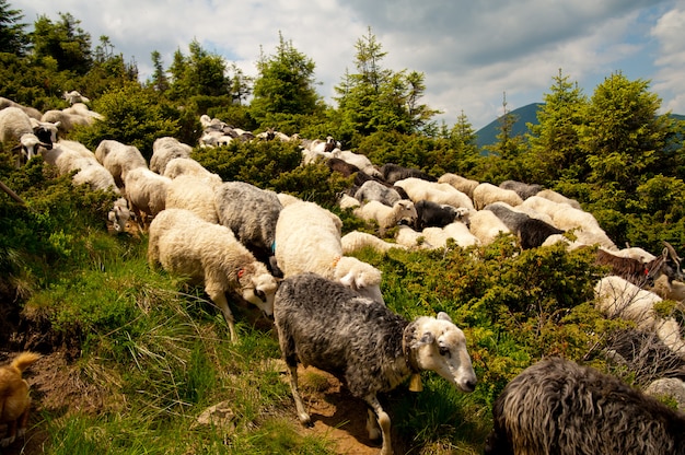 Flock of white heep