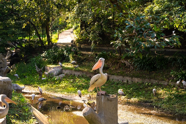 A flock of white pelicans who live in a bird park