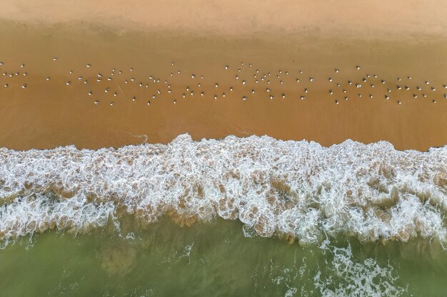 Photo a flock of white small birds on the seashore on the sand view fron top drone in goa