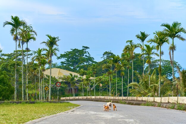 道路上の野生のホームレスの子犬の群れ