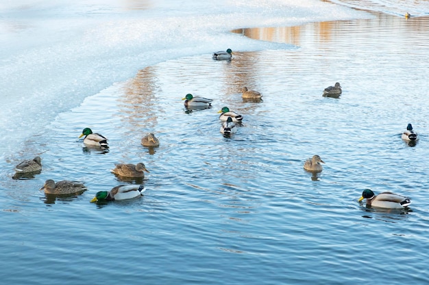 Flock of wild mallard ducks swims between the ice in the freezing lake Many wild ducks swim