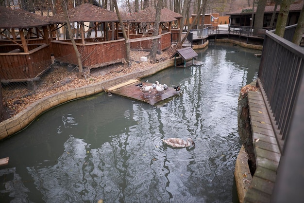 A flock of wild swans swims in a pond top view of a flock of\
wild swans