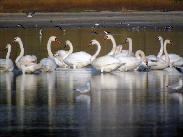 A flock of wild swans swims on the sea waves Wild nature and animal world