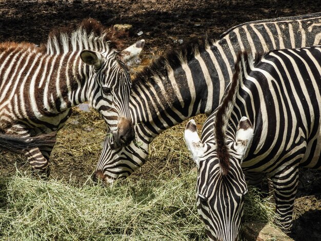 Foto uno stormo di zebre sul campo